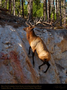 Elk Climbing Steep Slope, Gibbon River, Yellowstone National Park, Wyoming
